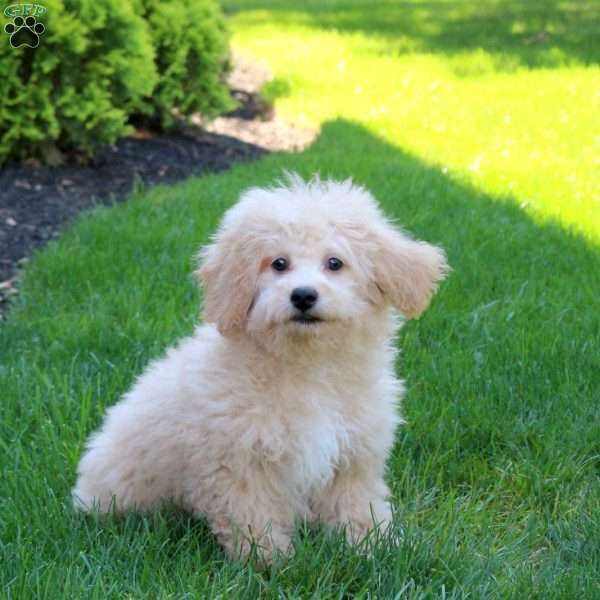 Einstein, Bich-Poo Puppy