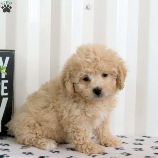 Einstein, Bich-Poo Puppy