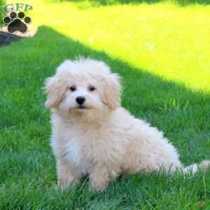 Einstein, Bich-Poo Puppy