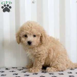Einstein, Bich-Poo Puppy
