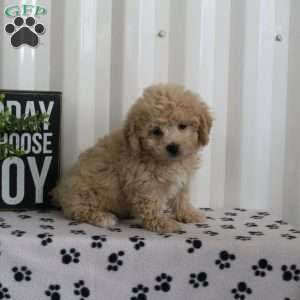 Einstein, Bich-Poo Puppy