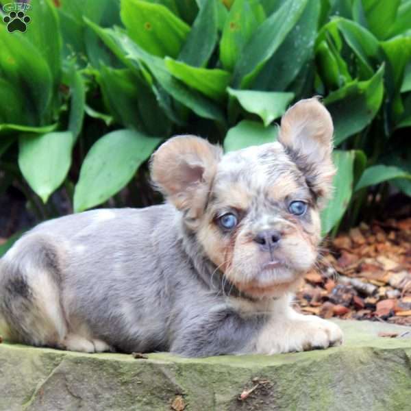 Einstein-Fluffy, French Bulldog Puppy