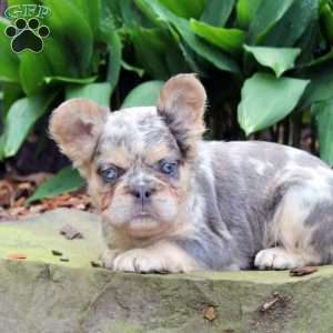 Einstein-Fluffy, French Bulldog Puppy