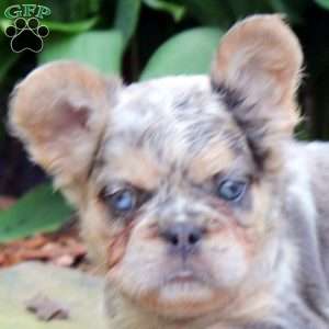 Einstein-Fluffy, French Bulldog Puppy