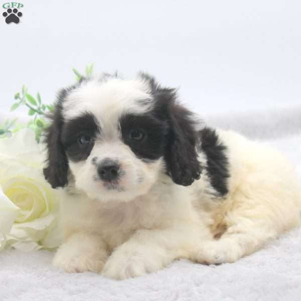 Elaine, Cavachon Puppy