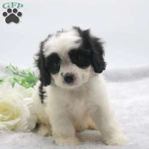 Elaine, Cavachon Puppy