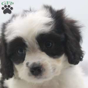 Elaine, Cavachon Puppy