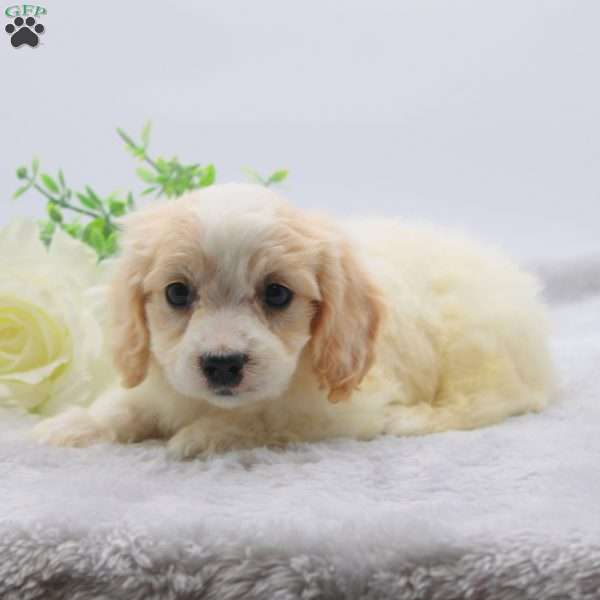 Eldon, Cavachon Puppy