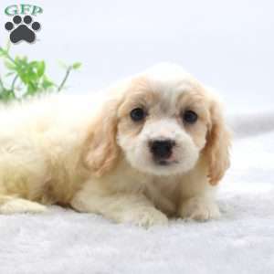 Eldon, Cavachon Puppy