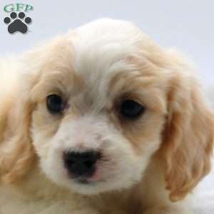 Eldon, Cavachon Puppy