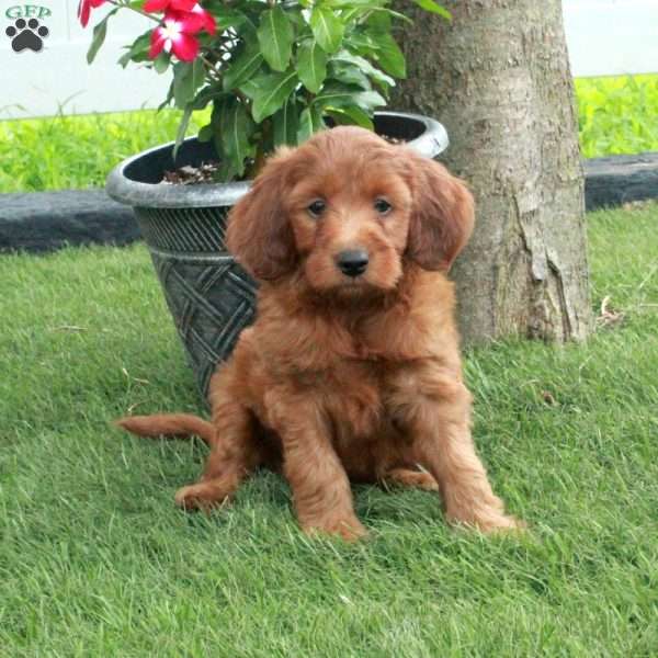 Eli, Irish Doodle Puppy
