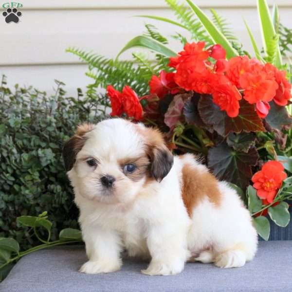 Eli, Teddy Bear Puppy