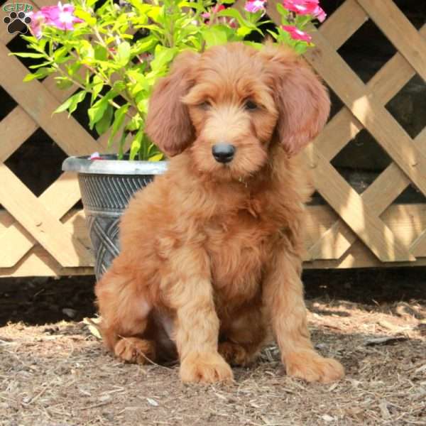 Eli, Irish Doodle Puppy