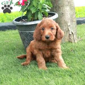 Eli, Irish Doodle Puppy