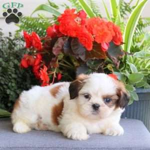 Eli, Teddy Bear Puppy