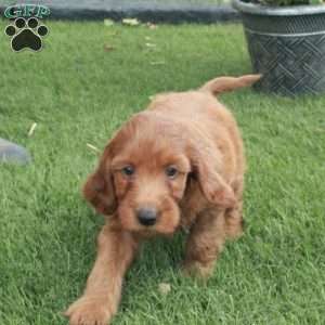 Eli, Irish Doodle Puppy
