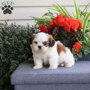 Eli, Teddy Bear Puppy