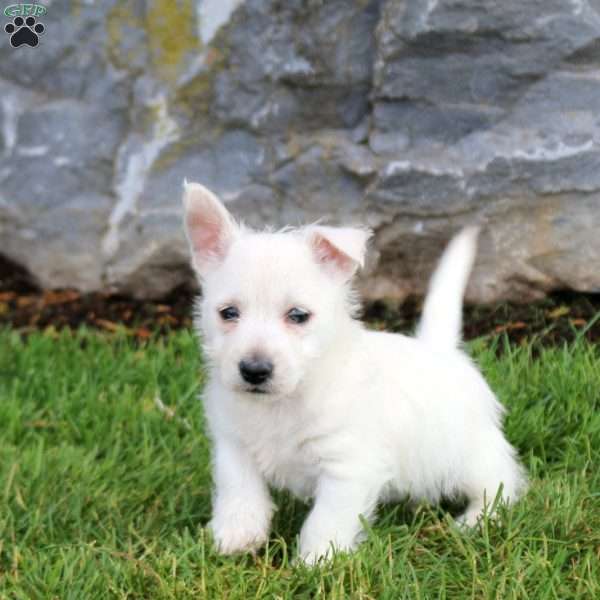 Elissa, West Highland Terrier Puppy