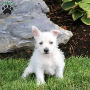 Elissa, West Highland Terrier Puppy