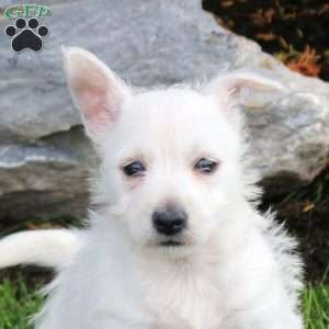 Elissa, West Highland Terrier Puppy