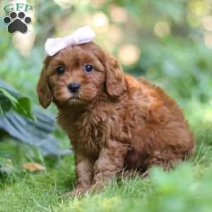 Ella, Cavapoo Puppy