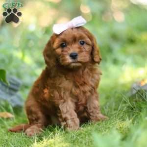 Ella, Cavapoo Puppy