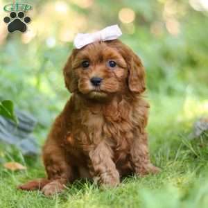 Ella, Cavapoo Puppy