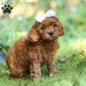 Ella, Cavapoo Puppy