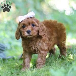 Ella, Cavapoo Puppy