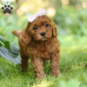 Ella, Cavapoo Puppy