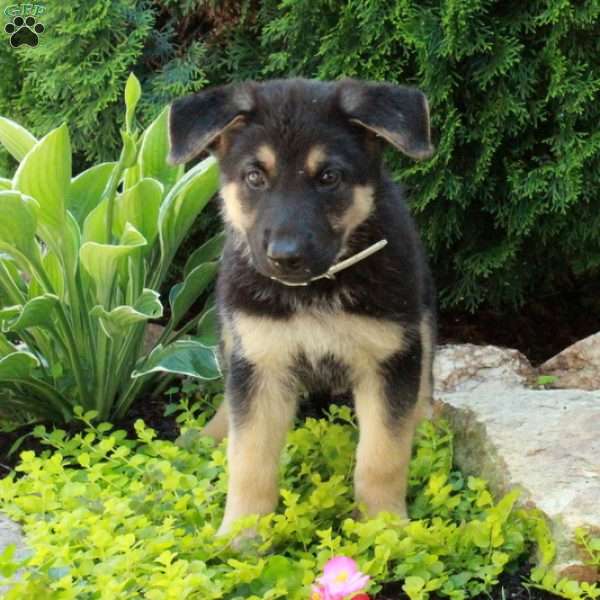Ella, German Shepherd Puppy