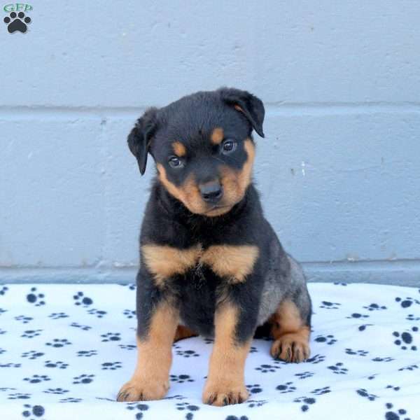 Ella, Rottweiler Puppy