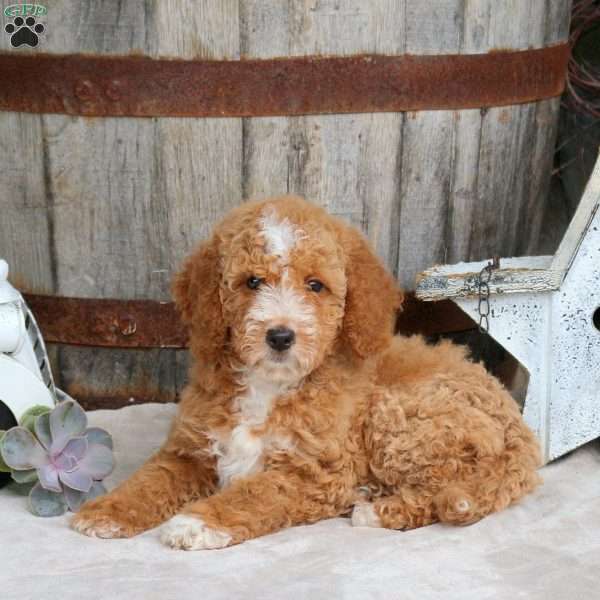 Ella, Mini Goldendoodle Puppy