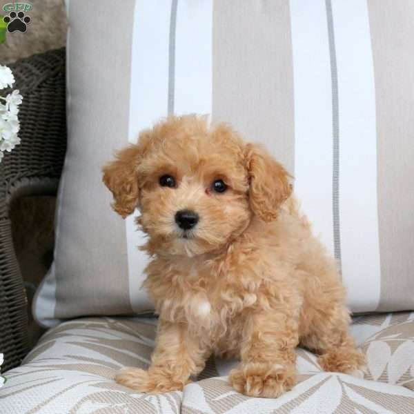 Ella, Bich-Poo Puppy