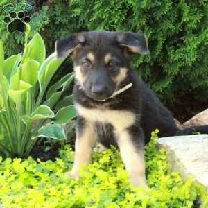 Ella, German Shepherd Puppy