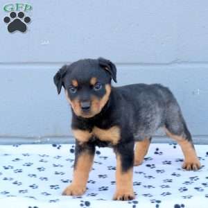 Ella, Rottweiler Puppy