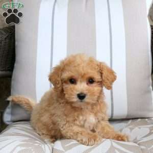 Ella, Bich-Poo Puppy