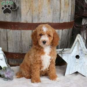 Ella, Mini Goldendoodle Puppy