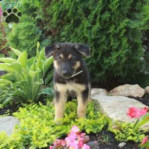 Ella, German Shepherd Puppy