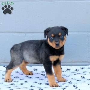 Ella, Rottweiler Puppy