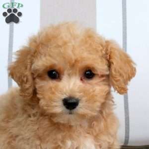 Ella, Bich-Poo Puppy
