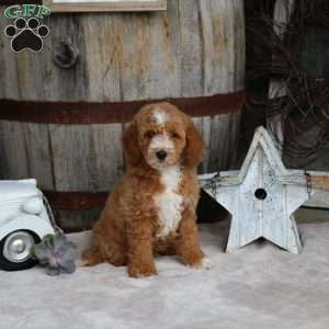 Ella, Mini Goldendoodle Puppy