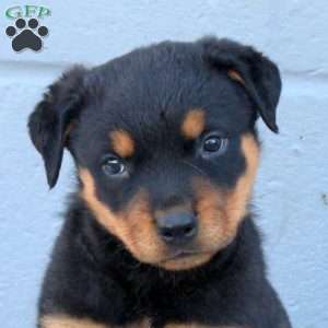 Ella, Rottweiler Puppy