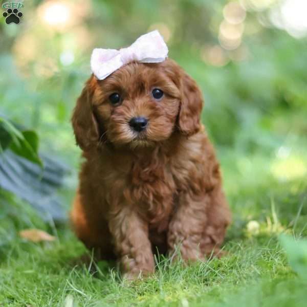 Ella, Cavapoo Puppy