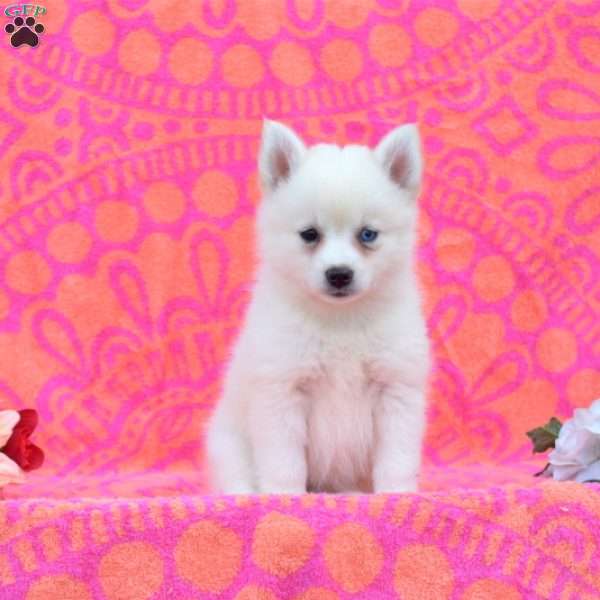 Ellen, Pomsky Puppy