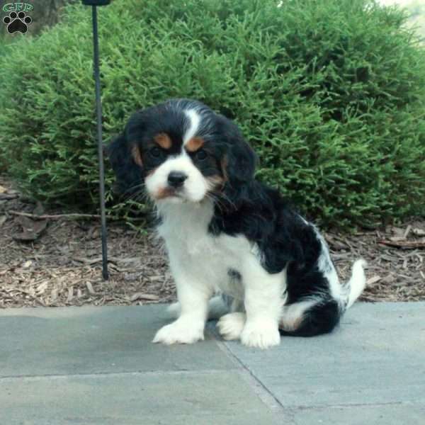 Ellie, Cavalier King Charles Mix Puppy