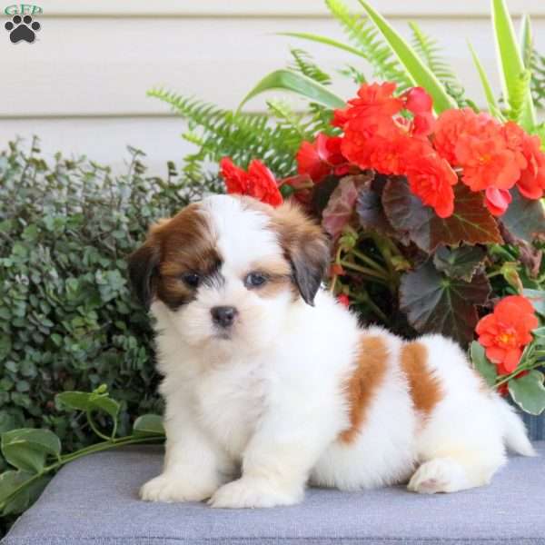 Ellie, Teddy Bear Puppy