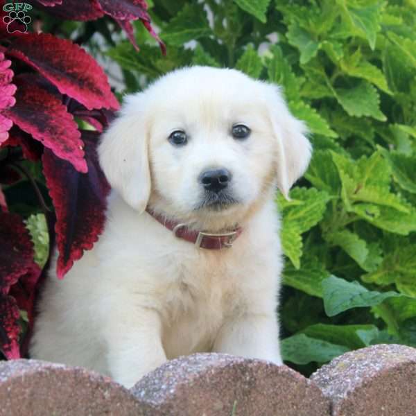Ellie, English Cream Golden Retriever Puppy
