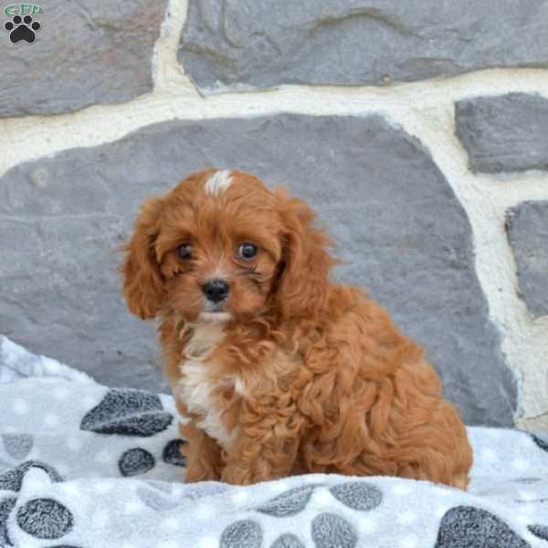 Ellie, Cavapoo Puppy