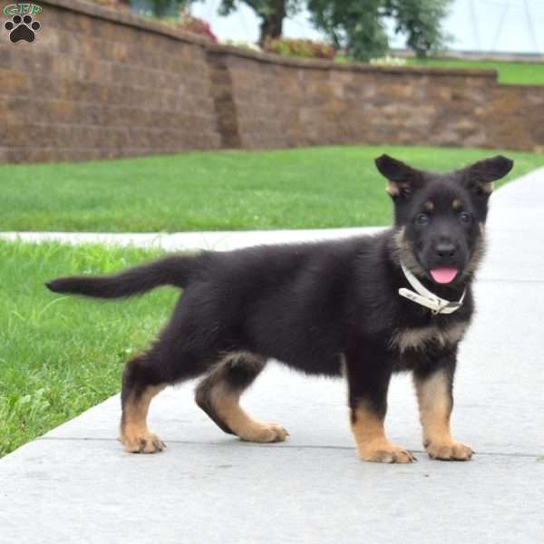 Ellie, German Shepherd Puppy